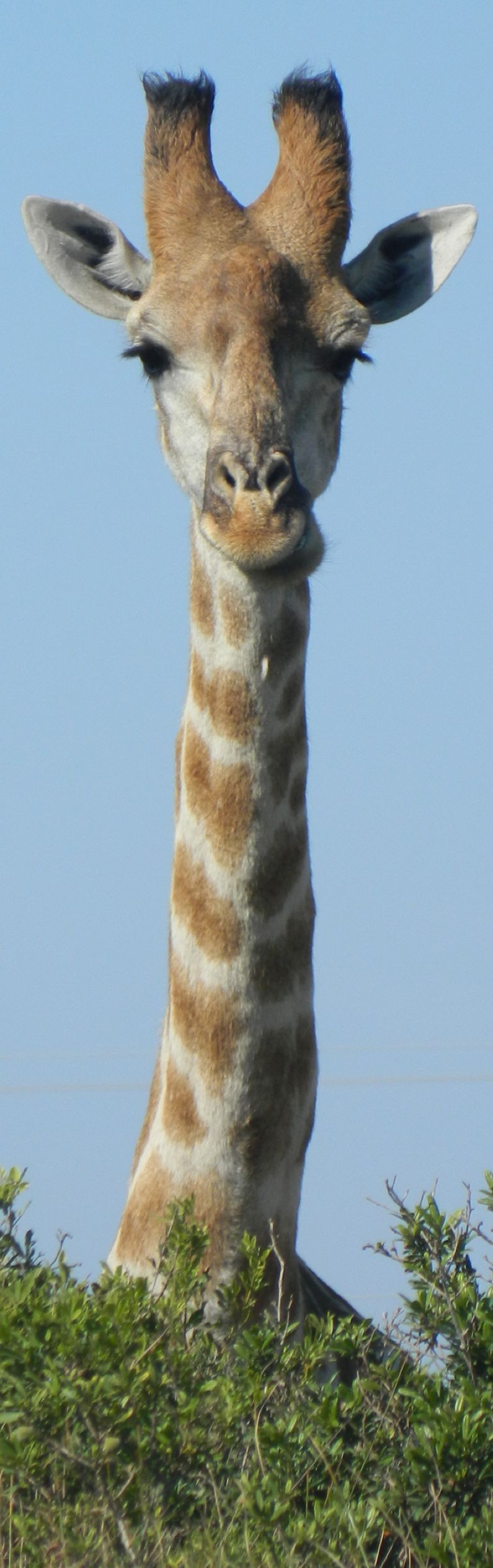 giraffe-1508827_795px